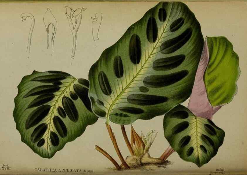 Reproducción/Reproduction 49158712357: Belgique horticole.. Liége.. 