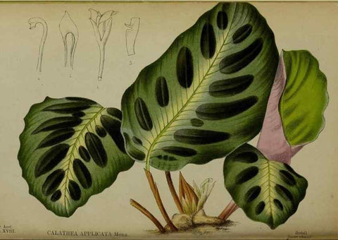 Reproducción/Reproduction 49158712357: Belgique horticole.. Liége.. 