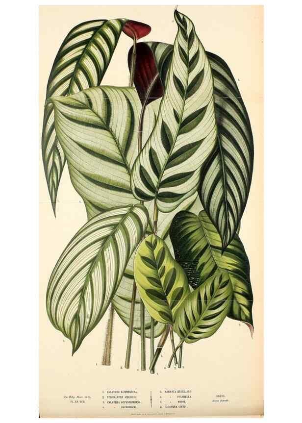 Reproducción/Reproduction 49158711962: Belgique horticole.. Liége.. 