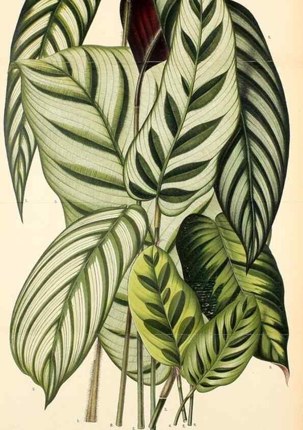 Reproducción/Reproduction 49158711962: Belgique horticole.. Liége.. 