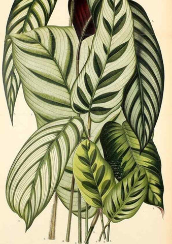 Reproducción/Reproduction 49158711962: Belgique horticole.. Liége.. 