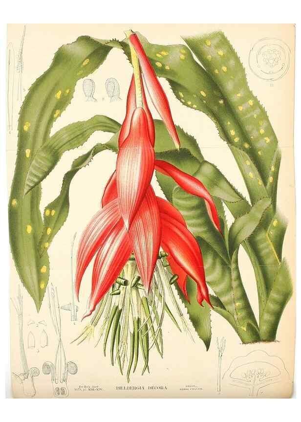 Reproducción/Reproduction 49158489516: Belgique horticole.. Liége.. 