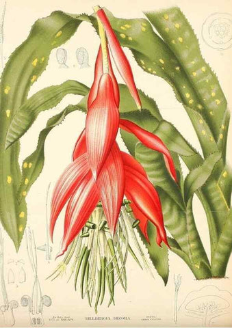 Reproducción/Reproduction 49158489516: Belgique horticole.. Liége.. 