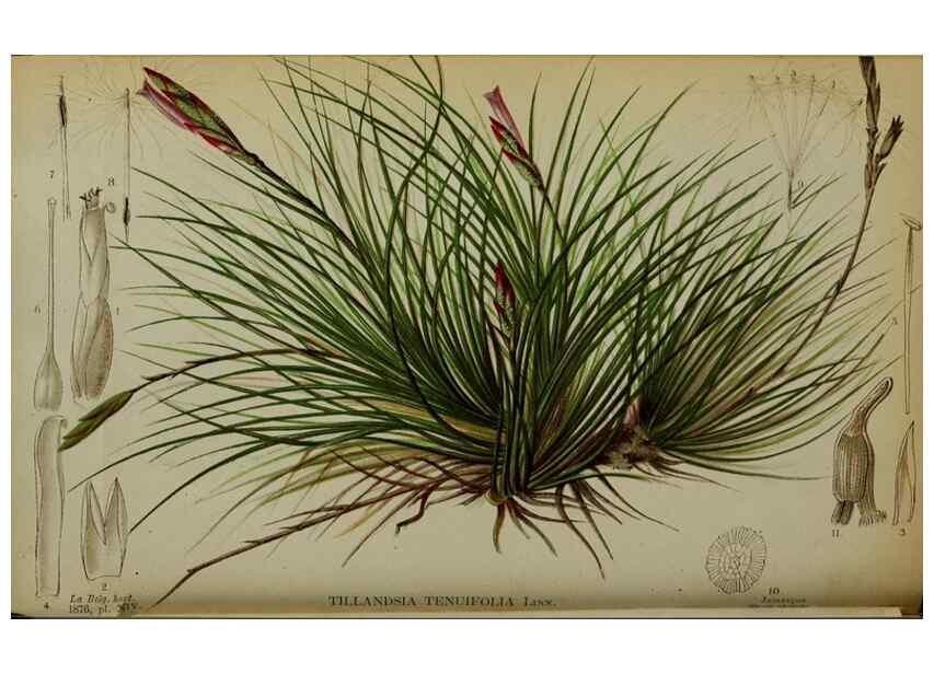 Reproducción/Reproduction 49157895378: Belgique horticole.. Liége.. 