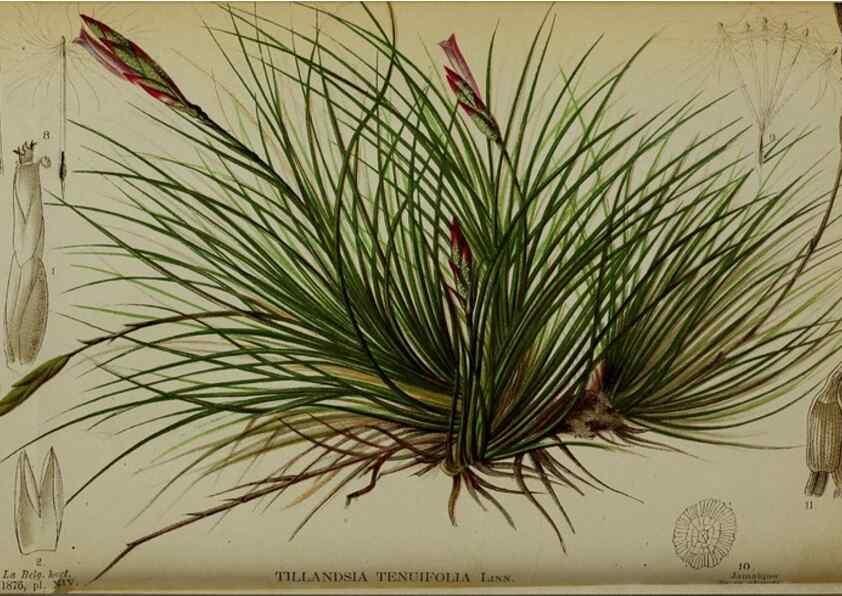 Reproducción/Reproduction 49157895378: Belgique horticole.. Liége.. 