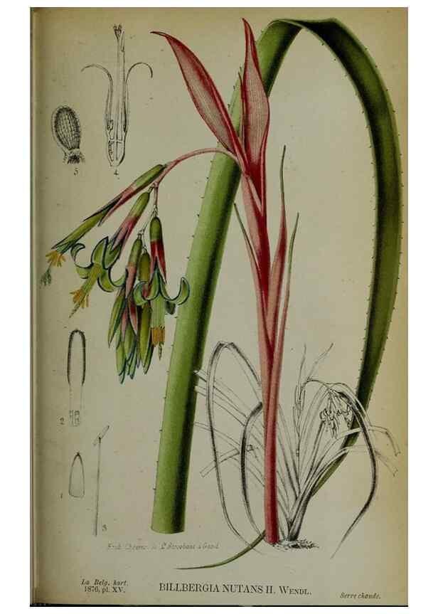 Reproducción/Reproduction 49158602417: Belgique horticole.. Liége.. 