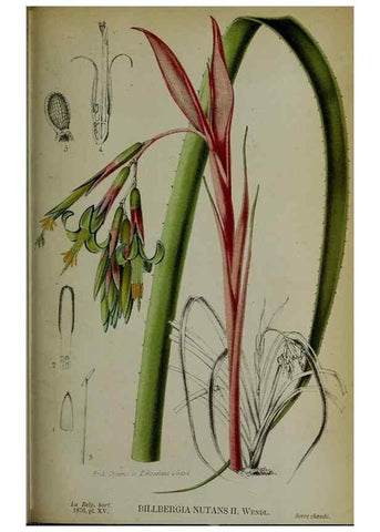 Reproducción/Reproduction 49158602417: Belgique horticole.. Liége.. 