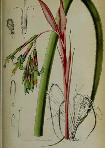 Reproducción/Reproduction 49158602417: Belgique horticole.. Liége.. 