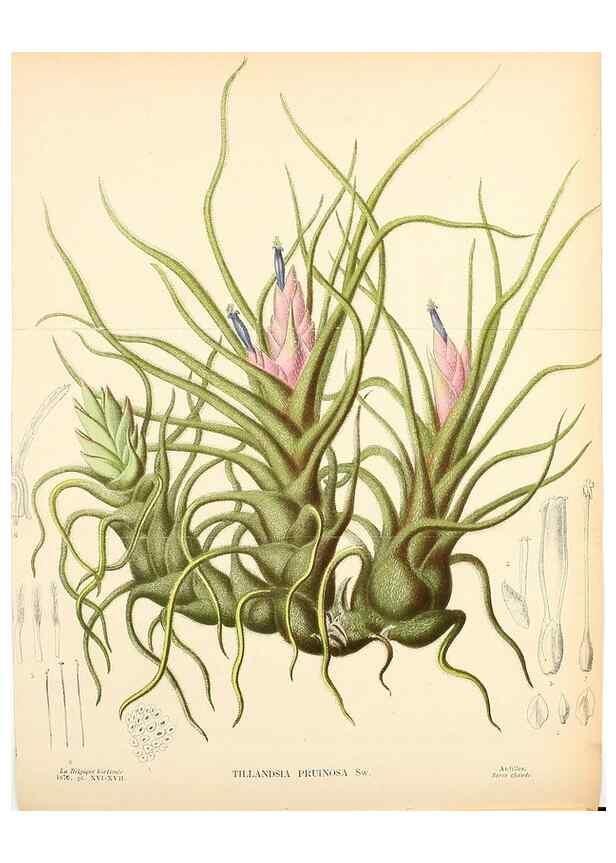 Reproducción/Reproduction 49157896108: Belgique horticole.. Liége.. 
