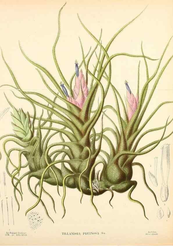 Reproducción/Reproduction 49157896108: Belgique horticole.. Liége.. 