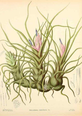 Reproducción/Reproduction 49157896108: Belgique horticole.. Liége.. 
