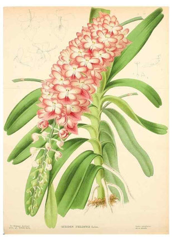 Reproducción/Reproduction 49158382541: Belgique horticole.. Liége.. 