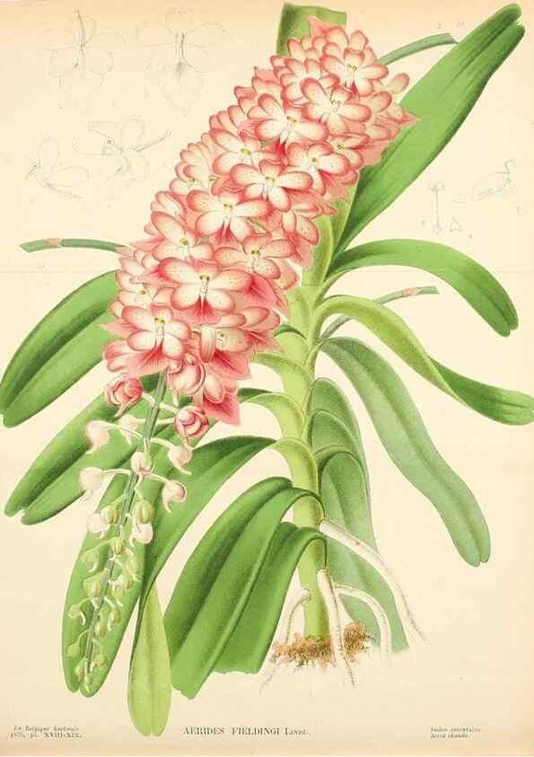 Reproducción/Reproduction 49158382541: Belgique horticole.. Liége.. 