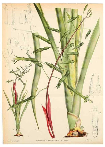 Reproducción/Reproduction 49158382891: Belgique horticole.. Liége.. 