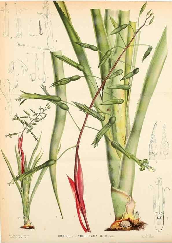 Reproducción/Reproduction 49158382891: Belgique horticole.. Liége.. 
