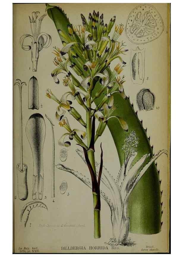 Reproducción/Reproduction 49157897078: Belgique horticole.. Liége.. 