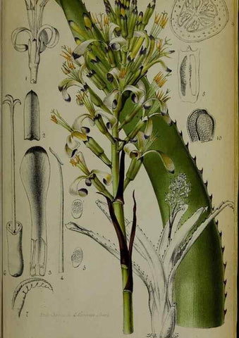 Reproducción/Reproduction 49157897078: Belgique horticole.. Liége.. 