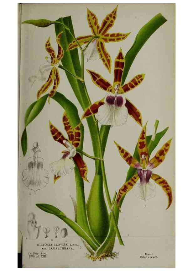 Reproducción/Reproduction 49157894333: Belgique horticole.. Liége.. 