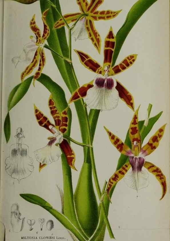 Reproducción/Reproduction 49157894333: Belgique horticole.. Liége.. 
