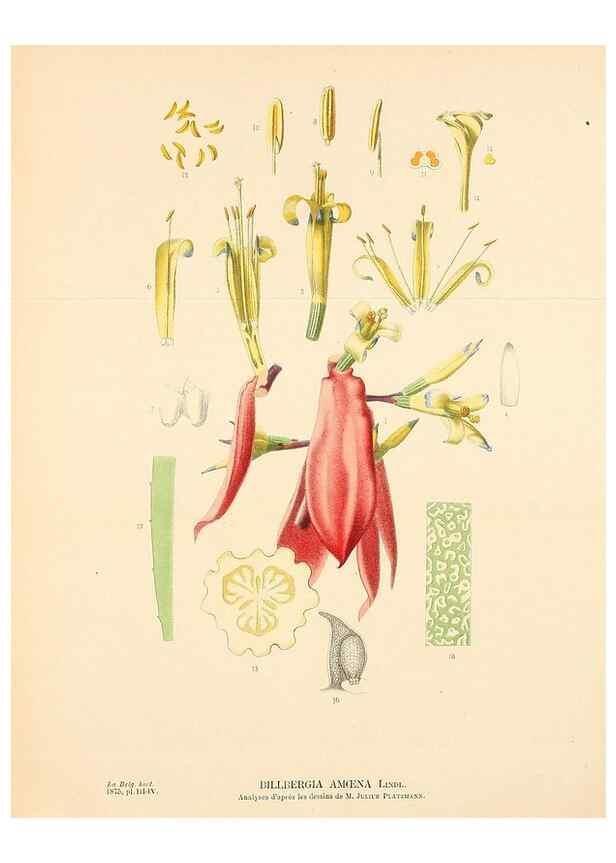 Reproducción/Reproduction 49158708437: Belgique horticole.. Liége.. 