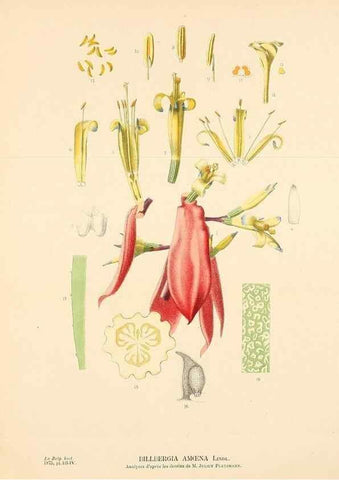 Reproducción/Reproduction 49158708437: Belgique horticole.. Liége.. 