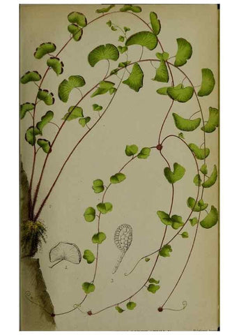 Reproducción/Reproduction 49158487226: Belgique horticole.. Liége.. 