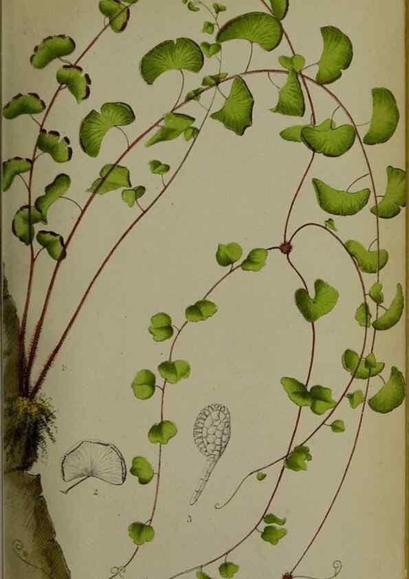 Reproducción/Reproduction 49158487226: Belgique horticole.. Liége.. 