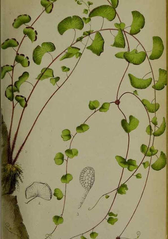 Reproducción/Reproduction 49158487226: Belgique horticole.. Liége.. 