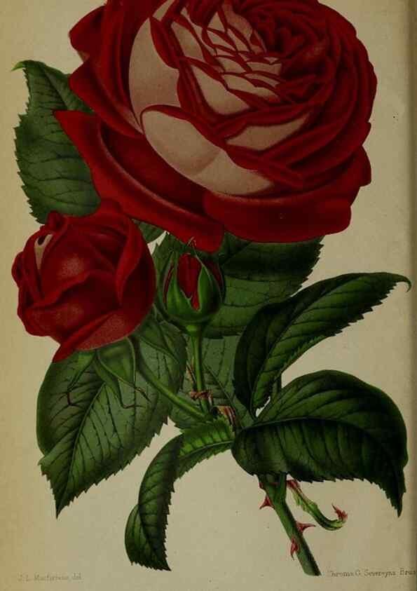 Reproducción/Reproduction 49158001928: Belgique horticole.. Liége.. 