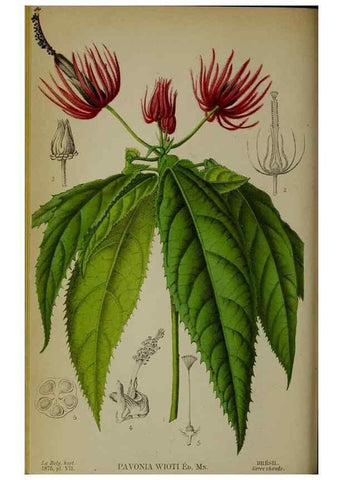 Reproducción/Reproduction 49158709642: Belgique horticole.. Liége.. 