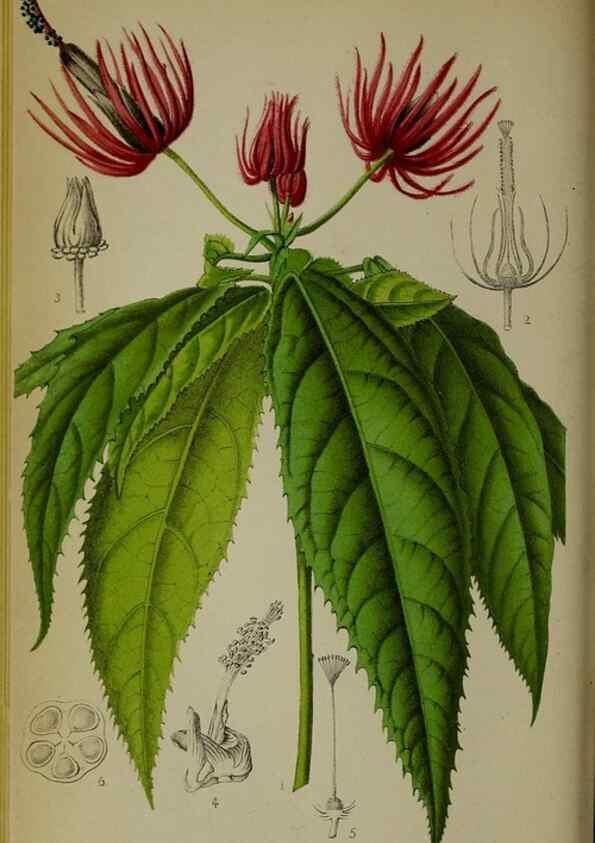 Reproducción/Reproduction 49158709642: Belgique horticole.. Liége.. 