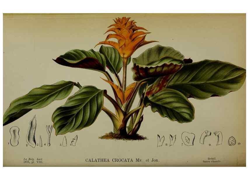 Reproducción/Reproduction 49158002593: Belgique horticole.. Liége.. 