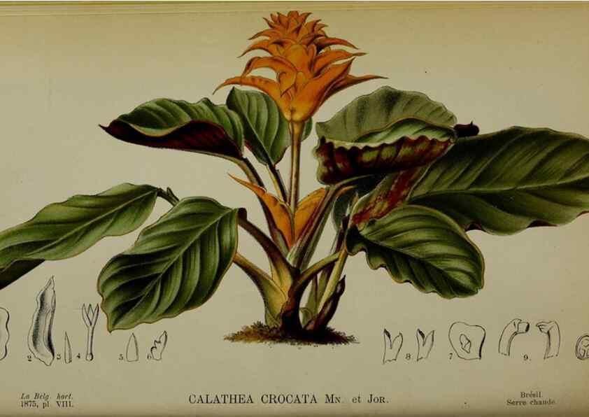 Reproducción/Reproduction 49158002593: Belgique horticole.. Liége.. 