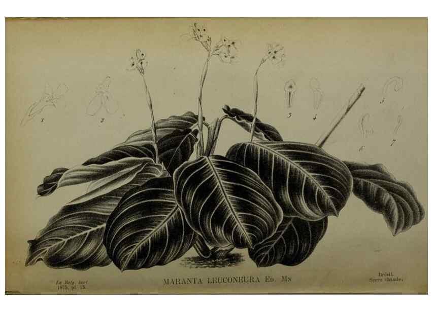 Reproducción/Reproduction 49158710467: Belgique horticole.. Liége.. 