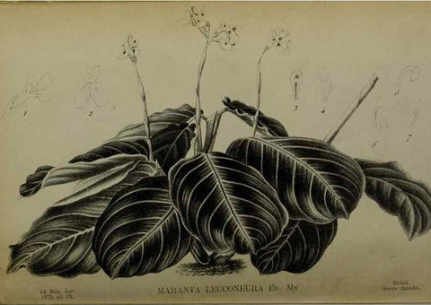 Reproducción/Reproduction 49158710467: Belgique horticole.. Liége.. 