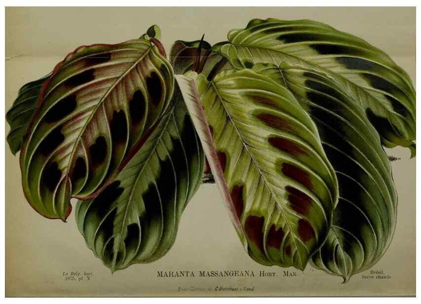 Reproducción/Reproduction 49158710807: Belgique horticole.. Liége.. 