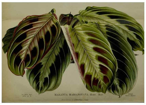 Reproducción/Reproduction 49158710807: Belgique horticole.. Liége.. 