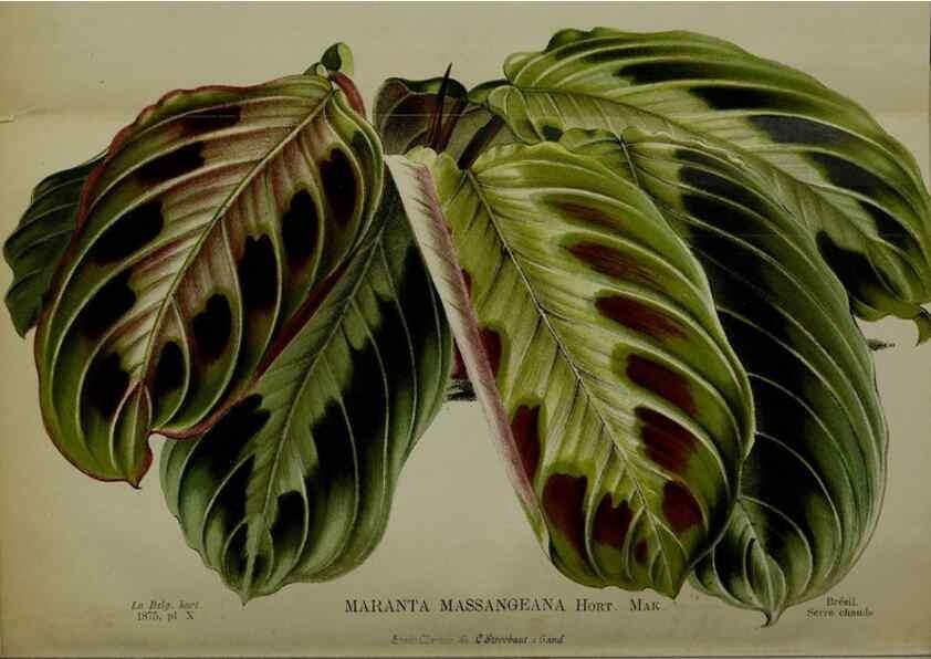 Reproducción/Reproduction 49158710807: Belgique horticole.. Liége.. 