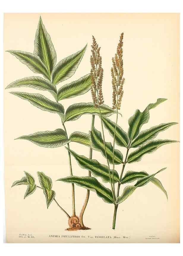 Reproducción/Reproduction 49158711122: Belgique horticole.. Liége.. 