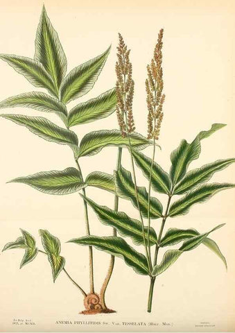 Reproducción/Reproduction 49158711122: Belgique horticole.. Liége.. 