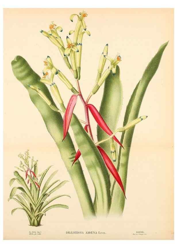 Reproducción/Reproduction 49158708712: Belgique horticole.. Liége.. 