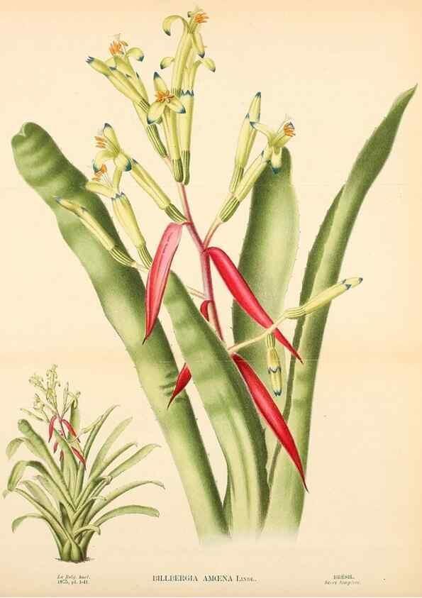 Reproducción/Reproduction 49158708712: Belgique horticole.. Liége.. 