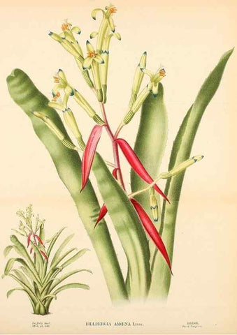 Reproducción/Reproduction 49158708712: Belgique horticole.. Liége.. 