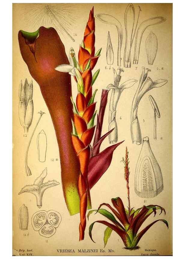Reproducción/Reproduction 49158671686: Belgique horticole.. Liége.. 
