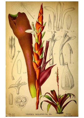 Reproducción/Reproduction 49158671686: Belgique horticole.. Liége.. 