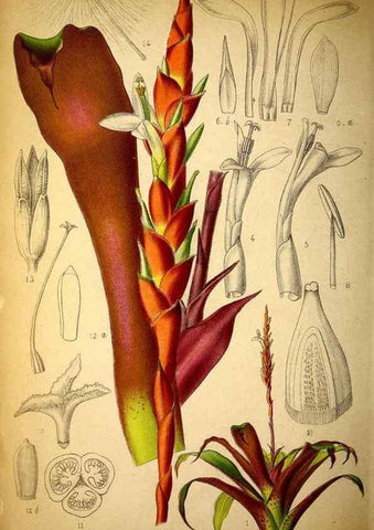 Reproducción/Reproduction 49158671686: Belgique horticole.. Liége.. 