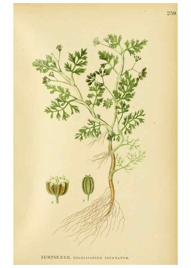 Reproducción/Reproduction 49157978007: Billeder af Nordens flora,. København,G.E.C. Gad,1901-1903 [i.e. 1907]. 