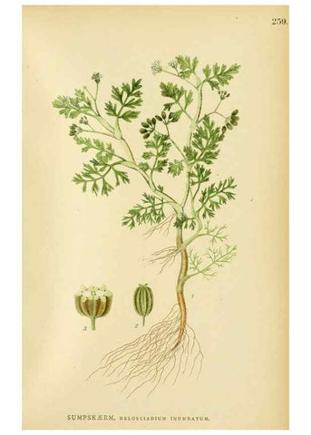 Reproducción/Reproduction 49157978007: Billeder af Nordens flora,. København,G.E.C. Gad,1901-1903 [i.e. 1907]. 
