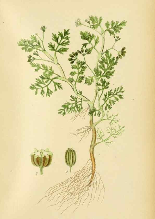 Reproducción/Reproduction 49157978007: Billeder af Nordens flora,. København,G.E.C. Gad,1901-1903 [i.e. 1907]. 