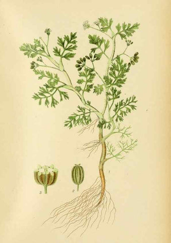 Reproducción/Reproduction 49157978007: Billeder af Nordens flora,. København,G.E.C. Gad,1901-1903 [i.e. 1907]. 